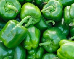 green-capsicum-plants