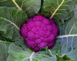 how-to-grow-cauliflower-1403494-04-6be0baf2e644491588e89eb658895a8d